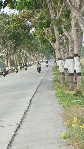 A group of motorcyclists ride down a paved road lined with trees on the right. The trees have white markings around their trunks. The road has a seam running down the center. On the left side of the road, there is a grassy area and then a field. The sky is overcast. The motorcyclists are all on scooters or motorcycles and appear to be traveling in the same direction. One motorcyclist in the foreground is wearing a helmet and a dark jacket. Another motorcyclist behind them is wearing a lighter colored jacket and also a helmet. The video is shaky and appears to be taken from another moving vehicle.