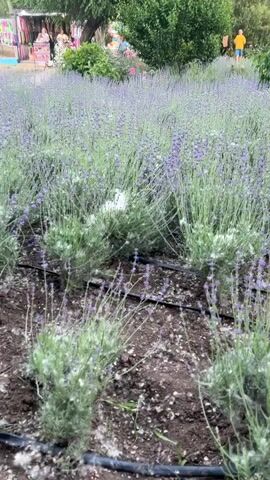 The video shows a field of lavender with a drip irrigation system. In the background, there is a tent with merchandise and people. There is also a playground structure. The video pans across the lavender field, focusing on the plants and the irrigation system.