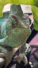 Captive chameleon observed drinking and resting in Moscow enclosure
