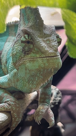 Captive chameleon observed drinking and resting in Moscow enclosure