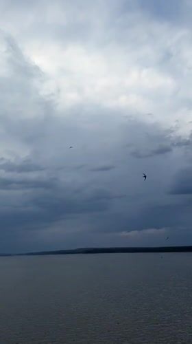 Birds observed flying over Votkinsk Reservoir under cloudy skies