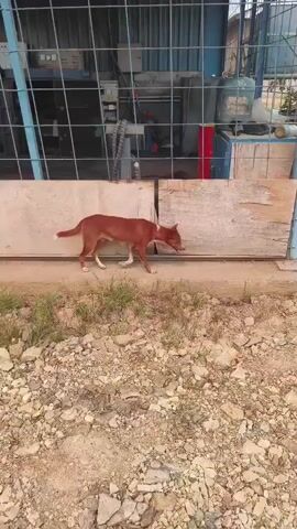 A medium-sized, brown dog is walking on a gravelly path in front of a building. The dog is facing to the right and appears to be sniffing the ground. There are two large red barrels to the right of the dog, and a metal fence behind it. The environment appears to be an industrial or storage area, with some debris and vegetation visible. The sky is overcast.