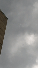 Caracas resident documents overcast afternoon cityscape and wildlife