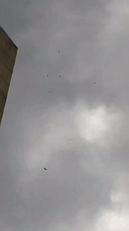 Caracas resident documents overcast afternoon cityscape and wildlife