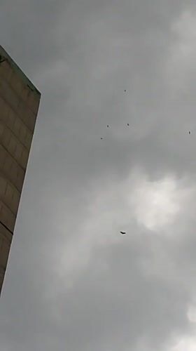 Caracas resident documents overcast afternoon cityscape and wildlife