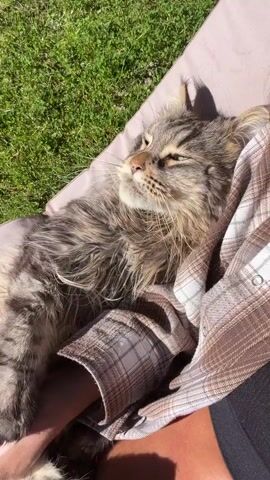 A close-up shot shows a large tabby Maine Coon cat resting on someone's lap. The cat's eyes are partially closed, and its head is nestled against a person's arm and a plaid shirt. The cat's paws are visible, with one paw resting on the person's arm. Sunlight illuminates the cat and the surrounding environment, which includes green grass. The scene appears to be outdoors.