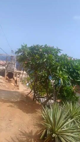 This media file captures a daytime scene in El Tigrillo, Venezuela, under a bright, clear sky with a hint of haze in the distance. The setting appears to be a slightly rugged, upward-sloping path, likely a street or alley, made of reddish-brown dirt.

On the left side of the path, there is a white metal gate and what looks like unfinished construction or a building in progress, with wooden scaffolding and exposed structural elements. A few electrical wires are visible overhead. Further up the path, there are more structures, some appearing somewhat dilapidated with exposed brickwork and weathered walls.

Dominating the right side of the frame is a lush, green tree with clusters of small pink flowers, likely a Plumeria or Frangipani. In the foreground, a spiky, succulent plant with variegated green and white leaves adds texture and color. Beyond the tree and the immediate structures, a body of water, possibly the sea or a large lake, is visible in the hazy distance. The overall impression is a coastal or near-coastal environment in a developing area, with a blend of natural elements and human habitation.

There are no people visible in the video. The sunlight suggests it is late morning or early afternoon. The weather appears to be warm and sunny, typical of a tropical climate. The scene conveys a sense of an everyday, possibly residential, environment. No text is visible in the media file.