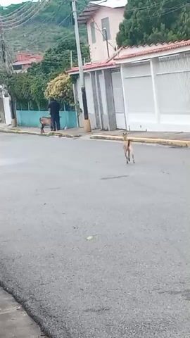 A vertical video captures an outdoor scene on an asphalt road with a yellow curb. A small, light brown dog runs away from the camera, down the center of the street. In the background, a person in dark clothing walks a larger, dark brown dog on a leash near the left side of the road. White residential buildings with red roofs line the right side of the street, with green trees and hills visible in the far background. Utility poles and overhead wires are also present. The small dog continues running, eventually moving out of frame, as the person and larger dog proceed further down the street.