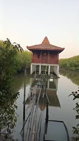 The video shows a stilted wooden building with a multi-tiered roof, situated over water surrounded by mangrove trees. A narrow, rickety bamboo walkway leads to the building from the foreground. The water is still and reflects the structure and the surrounding vegetation. The sky is overcast and pale, suggesting early morning or late afternoon light. There are no people visible in the video. The environment appears natural and somewhat wild, with dense foliage framing the scene.
