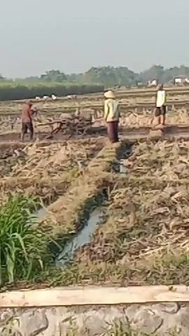 The video shows a muddy agricultural field with several people working. In the foreground, there are rows of soil and water channels, with some green plants on the left. In the middle ground, three individuals are visible. One person on the left, wearing a reddish-brown shirt and dark pants, is operating a small tiller or plow. Another person in the center, wearing a light-colored long-sleeved shirt and a conical hat, is standing still, facing away from the camera. A third person on the right, wearing a light-colored shirt and dark shorts, is also standing and facing away. In the background, more fields are visible, with trees and some structures in the distance. The sky is clear and bright, suggesting daytime. The overall scene depicts agricultural labor in a rural setting.