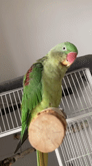 Green parrot hangs out on its perch at home
