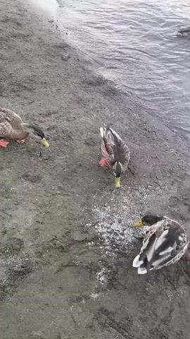 Several ducks are gathered on a sandy shore near the edge of dark water. They are pecking at white particles scattered on the ground. One duck is further out in the water. The scene appears to be outdoors.