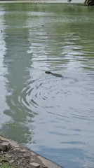 Monitor lizard spotted swimming in Bangkok city park
