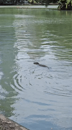 Monitor lizard spotted swimming in Bangkok city park