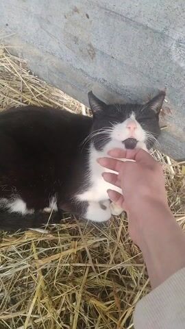 A person is petting a black and white cat on the chin while it lies in straw. The cat appears to be enjoying the attention, its eyes mostly closed. The cat is lying next to a piece of corrugated metal. The person is wearing a light-colored long-sleeved shirt.