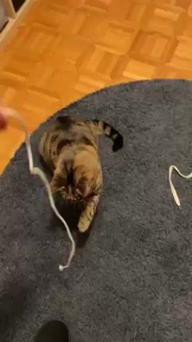A person is holding a white shoelace over a tabby cat, which is standing on a dark gray rug on a wooden floor. The cat reaches up and bats at the shoelace. The person jiggles the shoelace, and the cat continues to play with it. Another similar shoelace sits beside the cat on the rug.