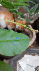 Cats, kittens, and dogs at home in Balikpapan