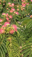 Mimosa tree in full bloom on a Mykolaiv street