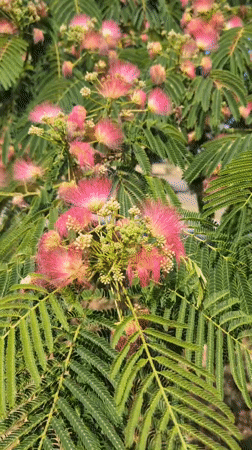 Mimosa tree in full bloom on a Mykolaiv street