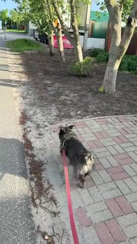 A small, shaggy, dark-colored dog walks on a leash held by an unseen person. The dog is on a sidewalk of red and gray bricks bordering a street on the left and a dirt area with trees on the right. The leash is red. The street is paved. A white truck is parked alongside the dirt area, behind the trees. It is daytime, with long shadows on the street. The sky is blue with some clouds visible. There are houses and green vegetation visible in the distance.