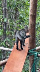 Cat spotted on forest platform in Ko Pha-ngan