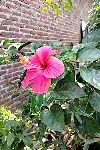 A close-up shot focuses on a bright pink hibiscus flower with green leaves against a blurred background of a brick wall. The flower is in the center of the frame, and its petals are slightly curled. The leaves are a deep green and appear to be glossy. The brick wall is visible in the upper left corner of the image and appears to be old and weathered. The lighting suggests it is daytime, possibly outdoors.