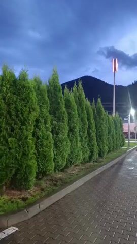 A low-angle, handheld shot captures an exterior scene at dusk. In the foreground, a paved area with interlocking bricks leads away from the viewer. To the left, a neatly trimmed row of dark green evergreen trees forms a hedge. Beyond the trees, a tall pole with two illuminated orange panels stands against the dark sky. In the background, a dark, tree-covered mountain rises. Further along the paved area, bright lights illuminate a building and several flags, two of which are white with logos. The overall atmosphere is dim, with the sky transitioning from twilight blue to dark.