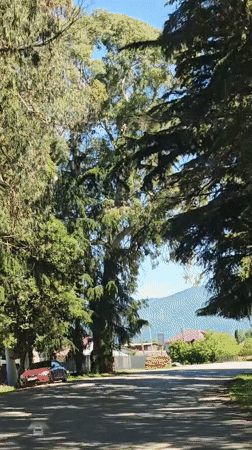 Morning drive through dense foliage captured in Inkiti, Abkhazia