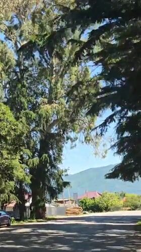 Morning drive through dense foliage captured in Inkiti, Abkhazia