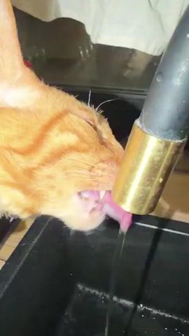 The video shows a close-up of an orange tabby cat drinking water from a running faucet. The cat's head is tilted, and its mouth is open as it laps at the stream of water. Droplets of water are seen splashing into a black plastic container below. The cat's pink tongue is visible as it extends to catch the water. The background is slightly blurred, with a white cloth visible at the top. The lighting appears to be artificial. The video is very short, lasting only about four seconds.