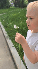 Child holds dandelion on Perm sidewalk
