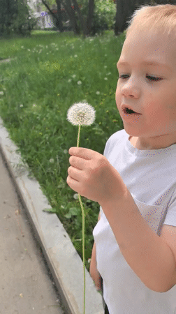 Child holds dandelion on Perm sidewalk