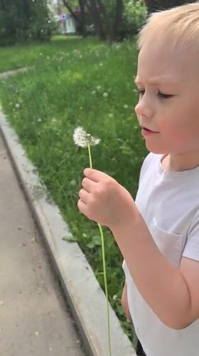 Child holds dandelion on Perm sidewalk