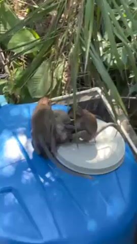 Several small monkeys are on top of a blue plastic container with a white lid. The monkeys are light brown in color with long tails. They appear to be interacting with each other, possibly playing or grooming. The container is located outdoors, surrounded by green foliage and grass. Tall blades of grass hang over the edge of the container. The overall environment appears to be a natural or semi-natural setting.
