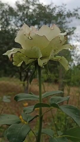 The video shows a close-up of a white and pale green rose with pinkish edges. The rose is in bloom and is shown from multiple angles as the camera slowly zooms out and pans around it. The background is blurred and shows greenery, suggesting it is outdoors in a garden or natural setting. The lighting is natural and appears to be daylight, with some dappled light filtering through. The rose has some slight imperfections on its petals, such as brown tips and dark spots, indicating it may be nearing the end of its bloom cycle. The stem of the rose is green and has several leaves. The overall impression is a gentle and detailed view of a single flower.