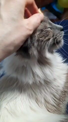The video shows a person petting a cat. The cat is lying on a blue surface, possibly a couch or chair. The cat has light-colored, fluffy fur with darker gray markings on its head and ears. The person's hand is visible as they gently stroke the cat's head. The cat appears relaxed and content. The background is slightly blurred, but some objects can be distinguished, including toys and sunlight coming through a window.