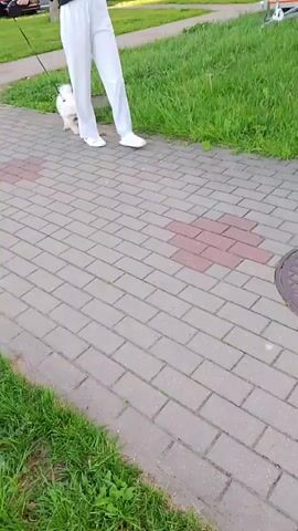 A person wearing white pants and white shoes walks a small white dog on a leash down a brick path. The dog is wearing a black harness. To the left of the path is a grassy area. To the right of the path is a grassy area and a manhole cover. In the background, there is a white building, more grass, and a trailer. The person is holding the leash in their left hand and the dog is walking ahead of them.