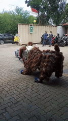Lion dance performances captivate audiences in Indonesian district