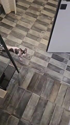 The video shows a Sphynx cat with black and white markings walking on a tiled floor. The floor is made of rectangular tiles arranged in a checkerboard pattern, with alternating dark gray and lighter gray tiles. The cat is walking from the top left of the frame towards the bottom right. In the background, there is a white curtain and a black metal shelf with some bottles on it. The lighting is dim.