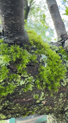 Witness Documents Spring Flora and Tree Cutting Activity