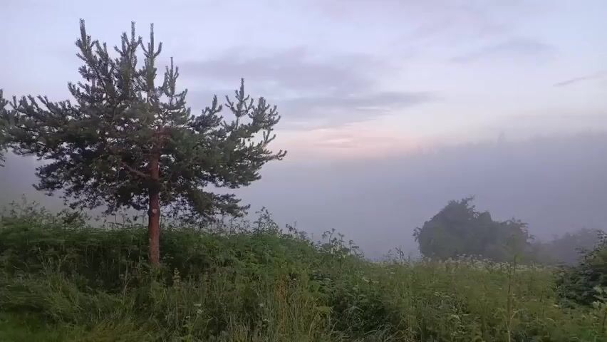 The video pans across a misty landscape at dawn. In the foreground, a lone pine tree stands to the left, surrounded by lush green foliage and tall grasses. The mist partially obscures a distant treeline, creating a hazy, ethereal effect. The sky above is a pale pink and gray, indicative of the early morning light. The overall scene is tranquil and serene, characterized by the natural beauty of the environment and the soft, diffused light of sunrise.
