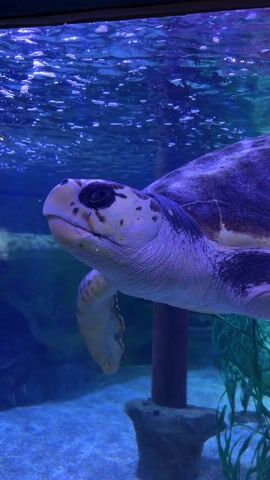 Here is a description of the video:

The video shows a sea turtle swimming in an aquarium. The turtle is close to the glass, and its head and flipper are clearly visible. The water is blue, and there are bubbles on the surface.  In the background are artificial plants, rocks, and a pole. A voice can be heard in the background.
