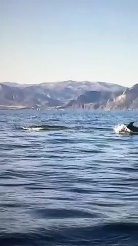 The video captures a serene daytime scene of a vast body of blue water, likely the sea or a large lake, with a distant mountainous coastline under a clear, bright sky. Several dolphins are visible, swimming and surfacing rhythmically in the foreground and mid-ground. The water appears calm with gentle ripples, reflecting the clear light. The dolphins move smoothly through the water, occasionally showing their dorsal fins and parts of their bodies above the surface. The overall impression is one of peaceful natural beauty and marine life in its habitat.