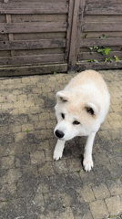 Akita dog plays with owner in Wattrelos backyard