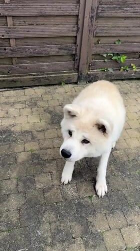 Akita dog plays with owner in Wattrelos backyard