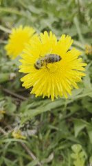 Spring wildlife activity documented in Szczecin park setting
