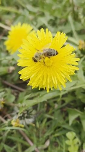 Spring wildlife activity documented in Szczecin park setting