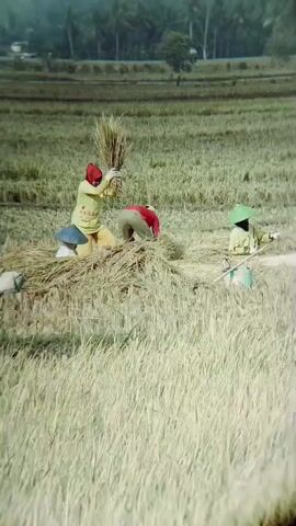 A video shows several people in a dry, golden field, likely harvesting or processing rice. Three individuals are clearly visible and appear to be engaged in manual labor. One person, wearing a yellow shirt and a red head covering, is stooped over, gathering stalks of rice. Another, in a yellow shirt and a green conical hat, is positioned to the right, also working with the harvested material. A third person, in a yellow shirt and blue conical hat, is seen on the left, facing away from the camera. There are piles of dried stalks, some with attached conical hats, scattered around them. In the background, a line of dark green trees or foliage borders the field. The lighting suggests it is daytime, with soft, diffused light. The overall impression is of rural agricultural work.