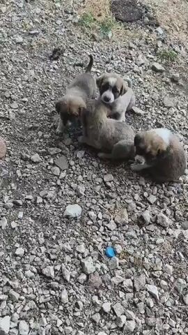 A high-angle, medium shot shows four puppies playing on a rough, gravelly surface. The puppies are a mix of tan and white colors. One puppy lies on its back, while three others playfully interact with it. The environment appears to be outdoors, with dry grass and scattered rocks visible. A small blue object is visible in the lower portion of the frame.