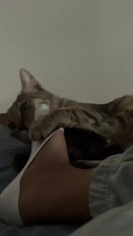 A tabby cat is shown lying on a bed, gently biting and kneading a human foot. The foot is wearing a white sock. The scene appears to be indoors, likely a bedroom, with soft lighting that suggests it could be evening or early morning. The cat's actions seem affectionate and playful, and the overall mood of the video is peaceful and cozy. No visible text is present in the media. The location is identified as Sant Boi de Llobregat, Spain.